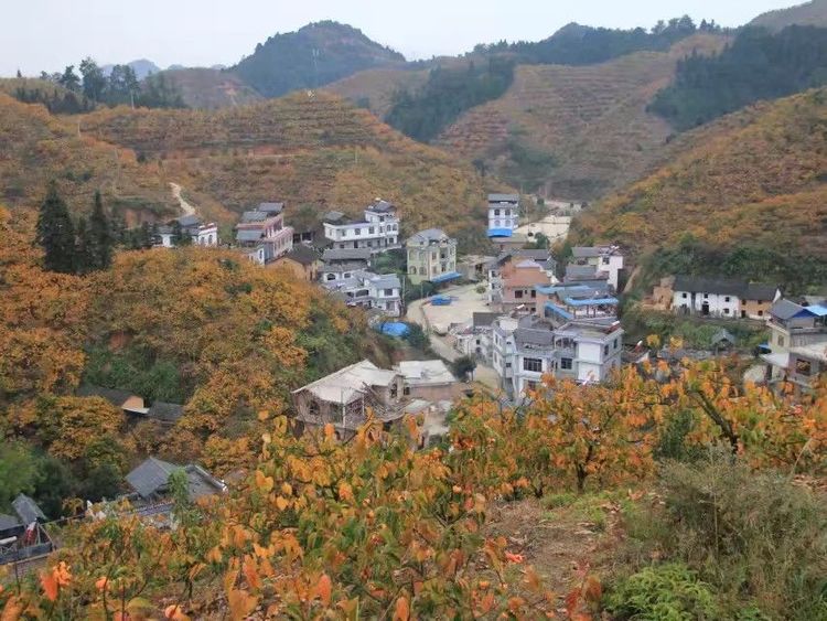 水库移民村的逆袭:从安置点到致富村的蜕变