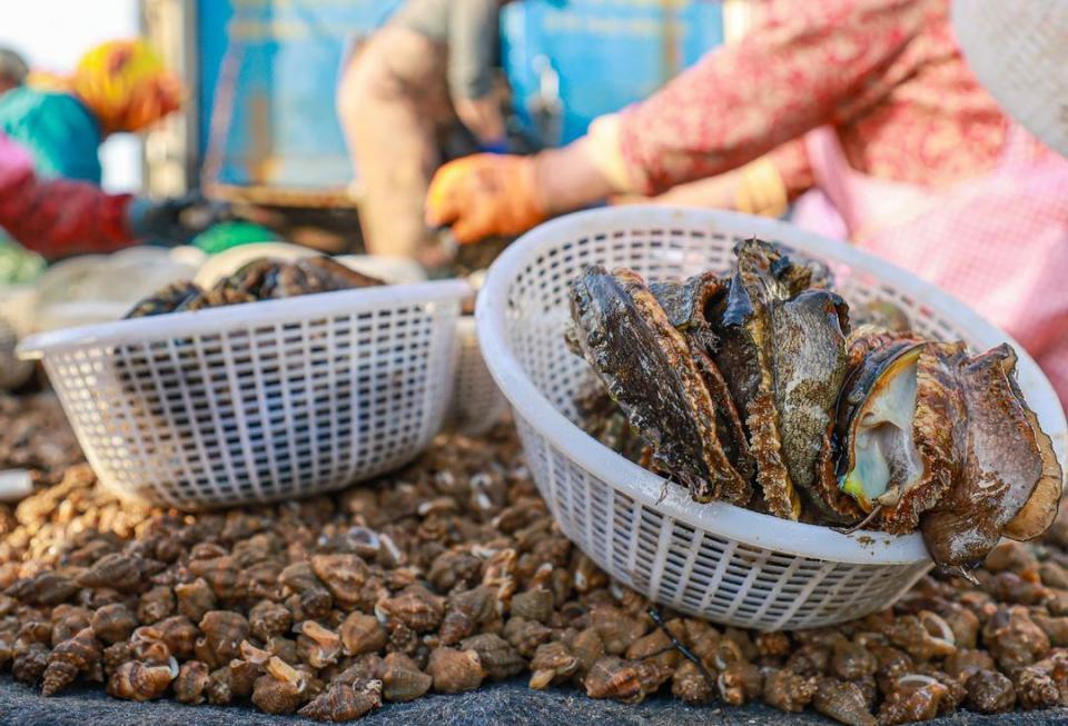 连江鲍鱼完成“南北转场”，8亿粒鲍鱼返乡越冬迎上市