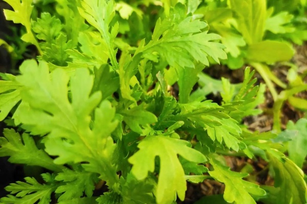 茼蒿怎么留种子？掌握这些关键点，你也能成为留种高手