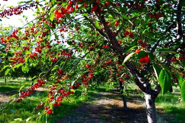 樱桃树冬季怎么管理？樱桃树冬季有什么管理技巧？