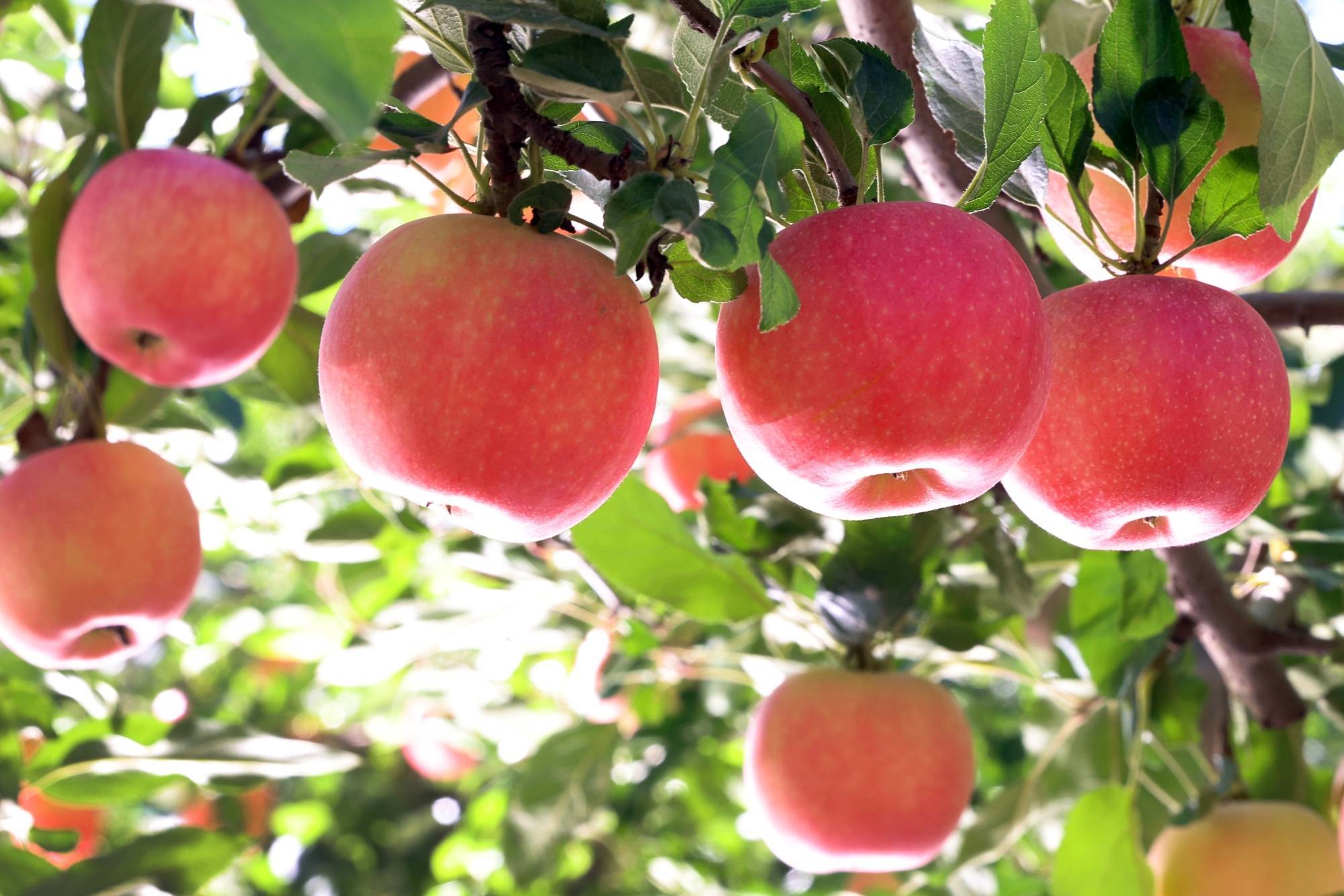 陕西榆林毛乌素沙地南缘迎来苹果丰收，昔日荒沙梁变身优质果园