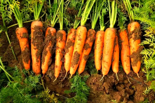 山东种胡萝卜选什么品种好？山东地区什么时候种胡萝卜？