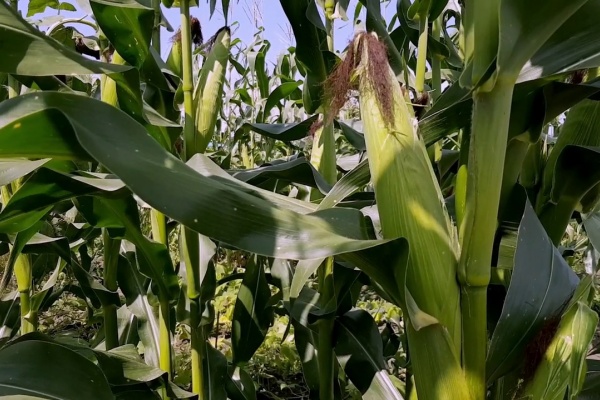 玉米空杆怎么防治？玉米空杆有哪些防治措施？