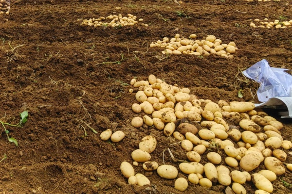 甘肃庆阳西峰区创新农技服务模式,精准指导助力农业提质增效