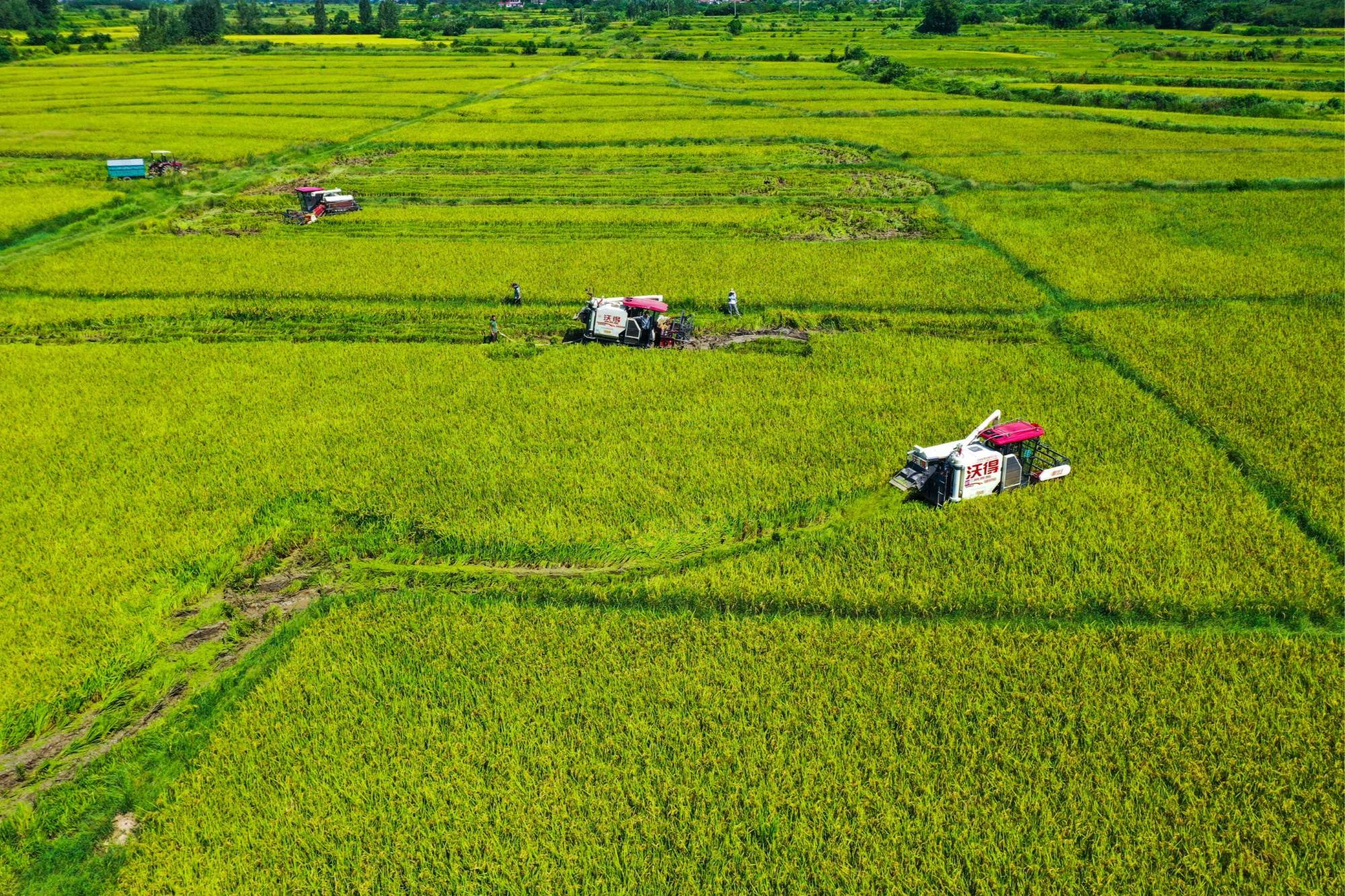 2026年粮食补贴解读：玉米小麦水稻大豆能拿多少补贴？