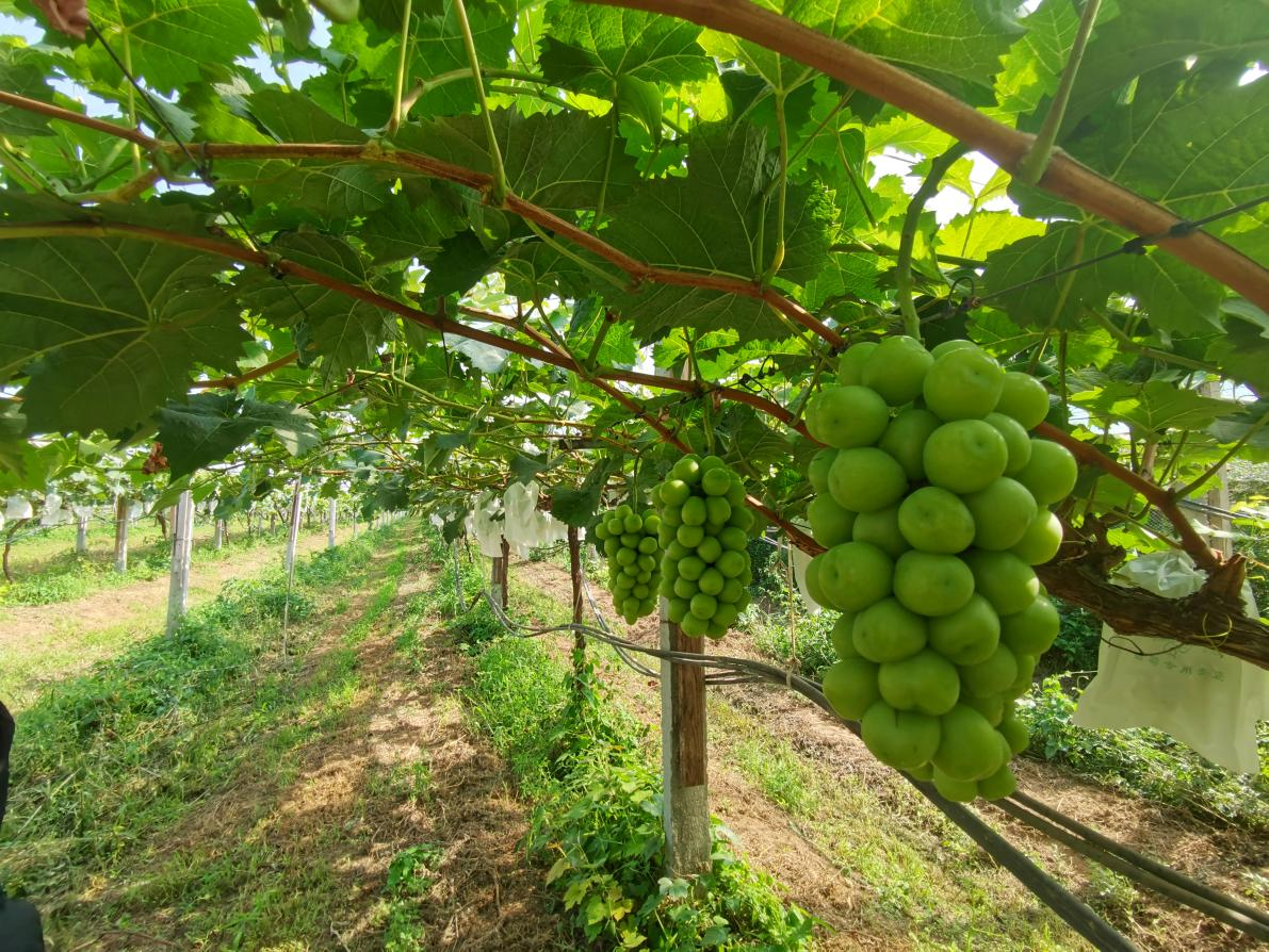葡萄矮化种植有什么方法？如何科学控制树形提高产量？