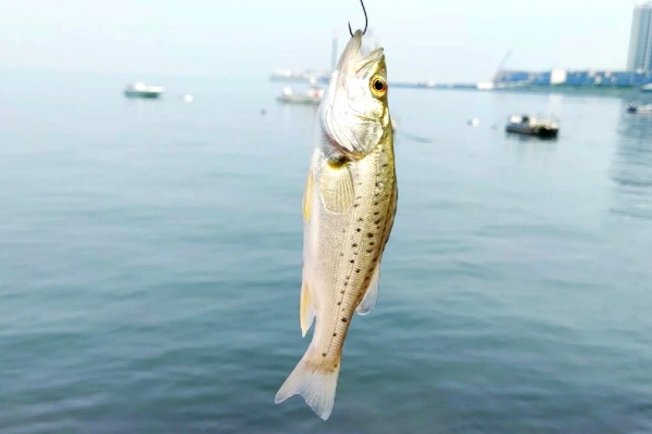 鲈鱼怎么养殖？从选苗到收获的20个关键技术要点