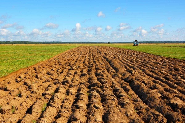 土壤碱性太高怎么办?老农教你几招,快速改良变肥土