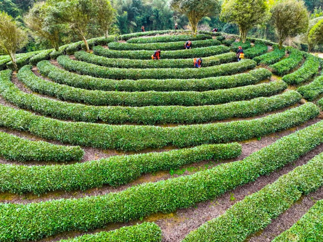 广西金秀：三阶培训育茶匠 瑶乡茶香飘四方