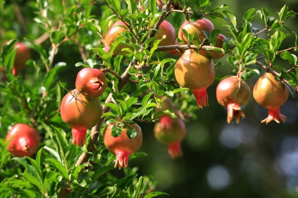 怎么给石榴树浇水？给石榴树浇水有什么技巧？