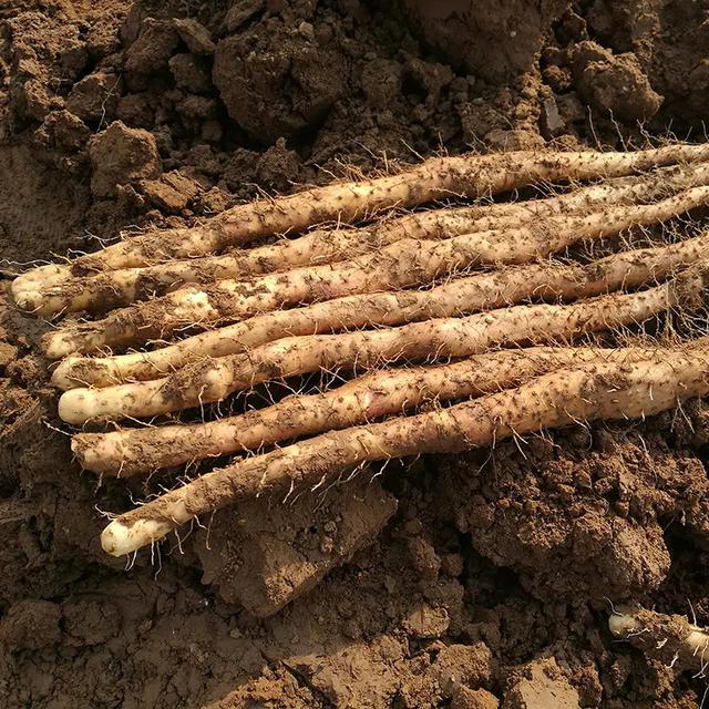 山药什么时候成熟?老农总结“3年2法”种植诀窍