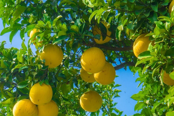 种西柚有什么技巧？手把手教你管好园子多赚钱