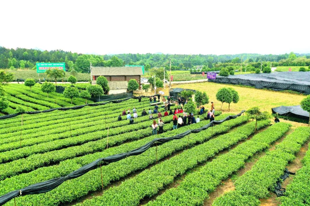 科技助力,数字驱动,遵义农业现代化成果显著