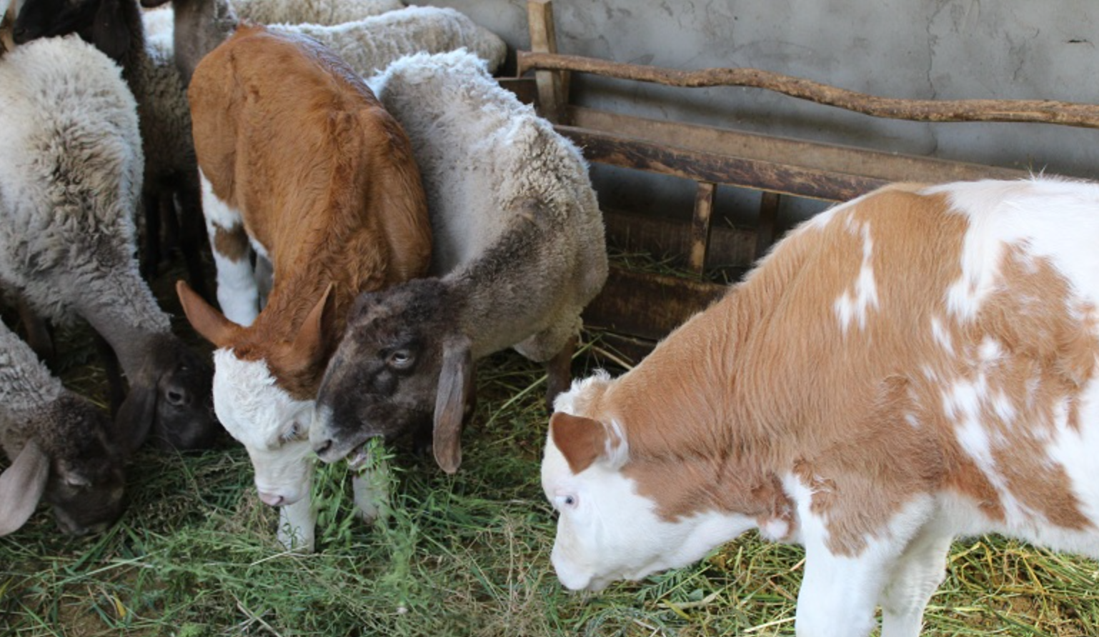 新生羔羊和犊牛在严寒季节如何防寒保暖，预防腹泻与肺炎？