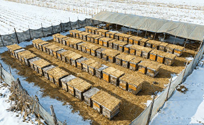 越冬蜂场布局，行列式蜂箱与防风设施远景