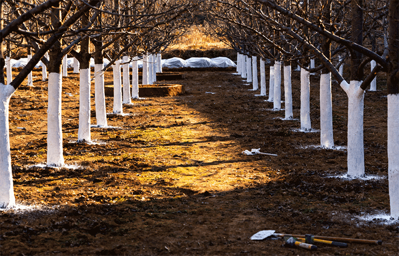 果园涂白后景观，整齐白色涂白带远景