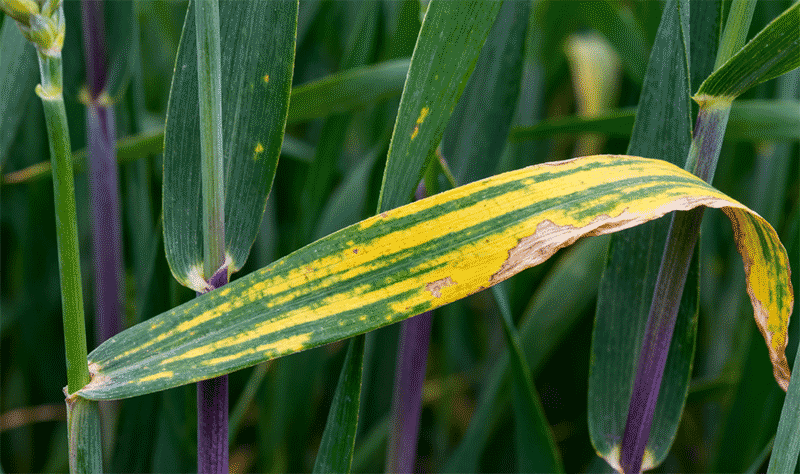 病株叶片症状，黄绿条纹花叶近景