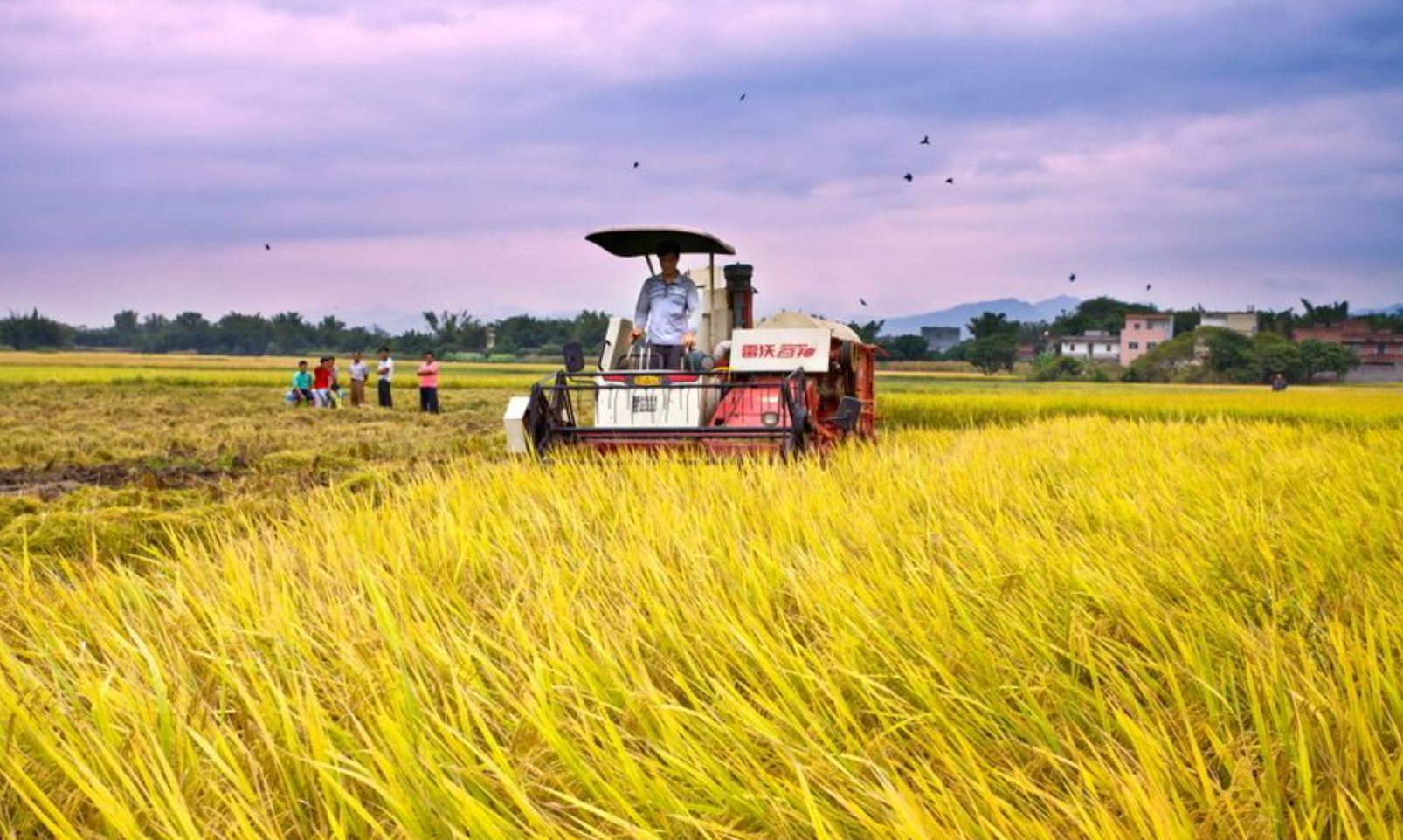 秋粮收成过八成，中国饭碗为何越端越稳？