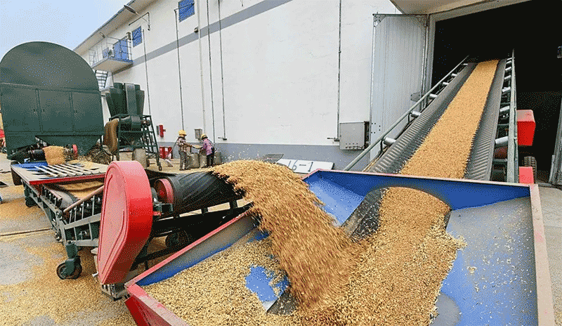 小麦入仓前处理