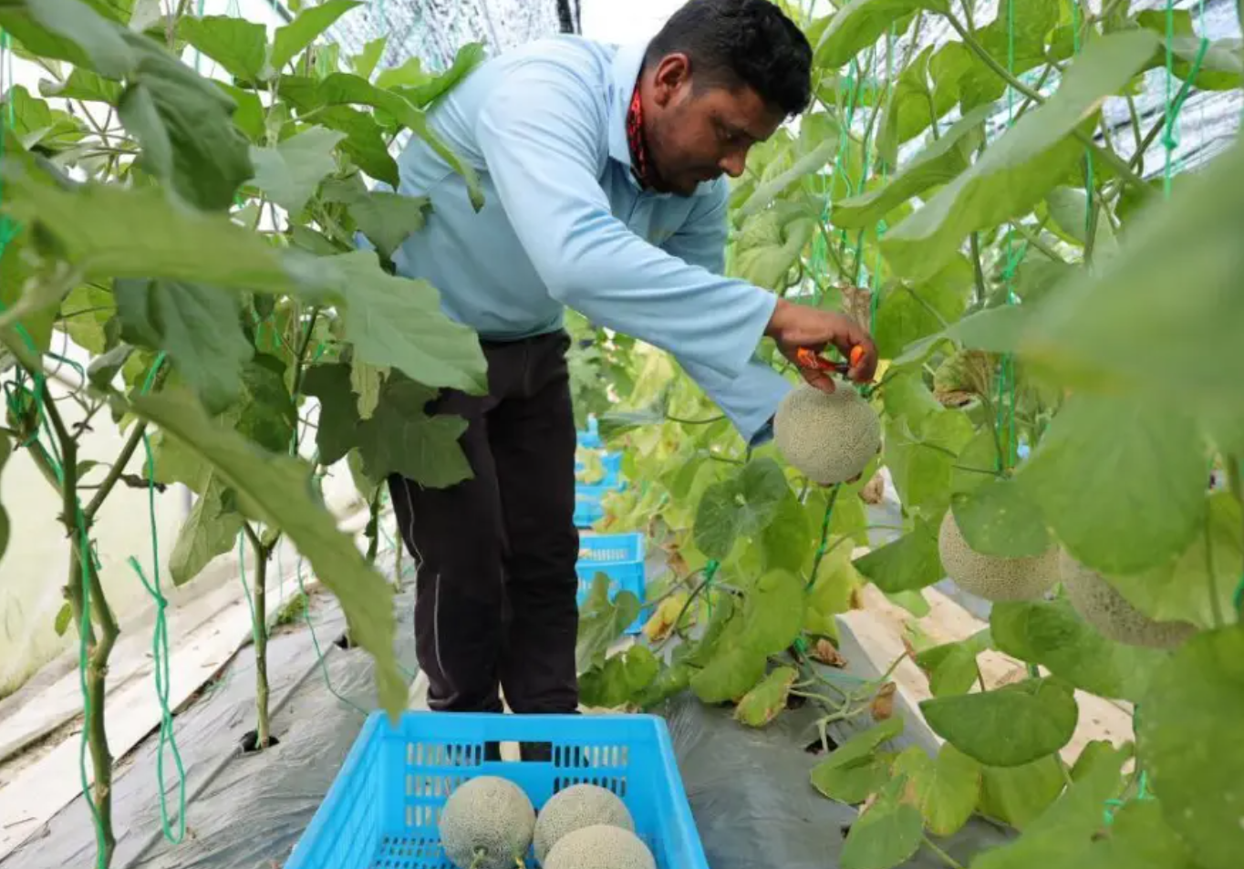 中国沙培技术助力文莱农业现代化 宁夏专家海外种出致富瓜