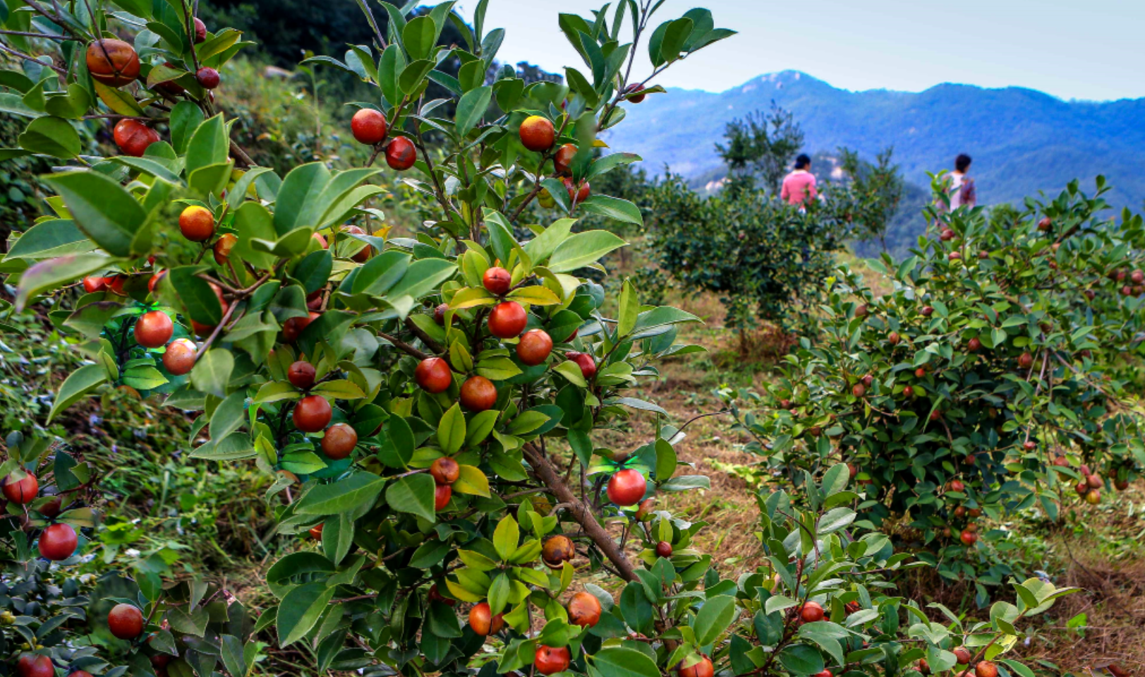 科技赋能油茶丰收 江西永丰走出绿色致富路