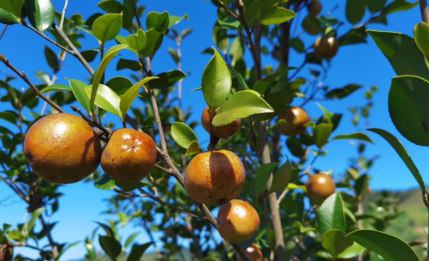 科技兴农,重在“适配”而非“堆砌”