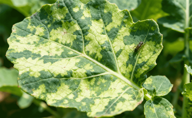 油菜病毒病花叶症状及蚜虫近景