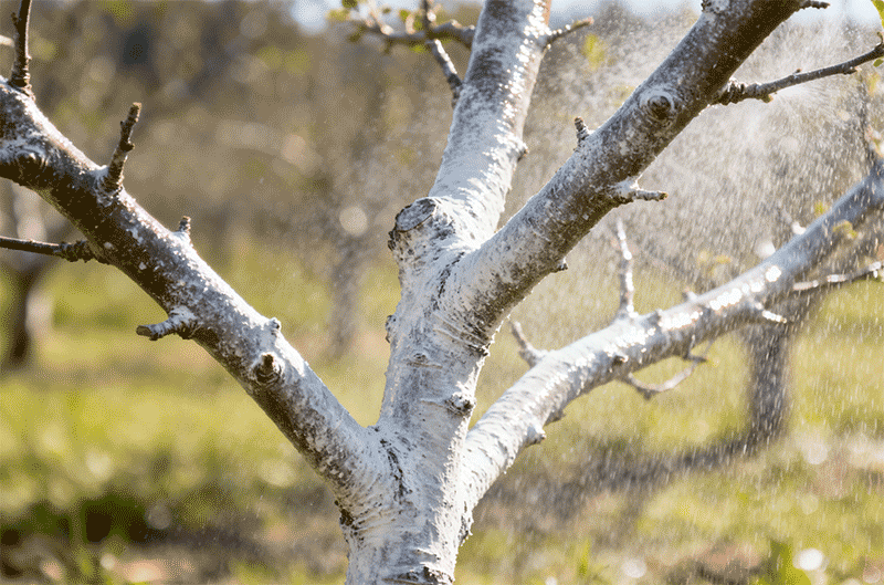 喷施后覆盖药膜的果树枝条近景