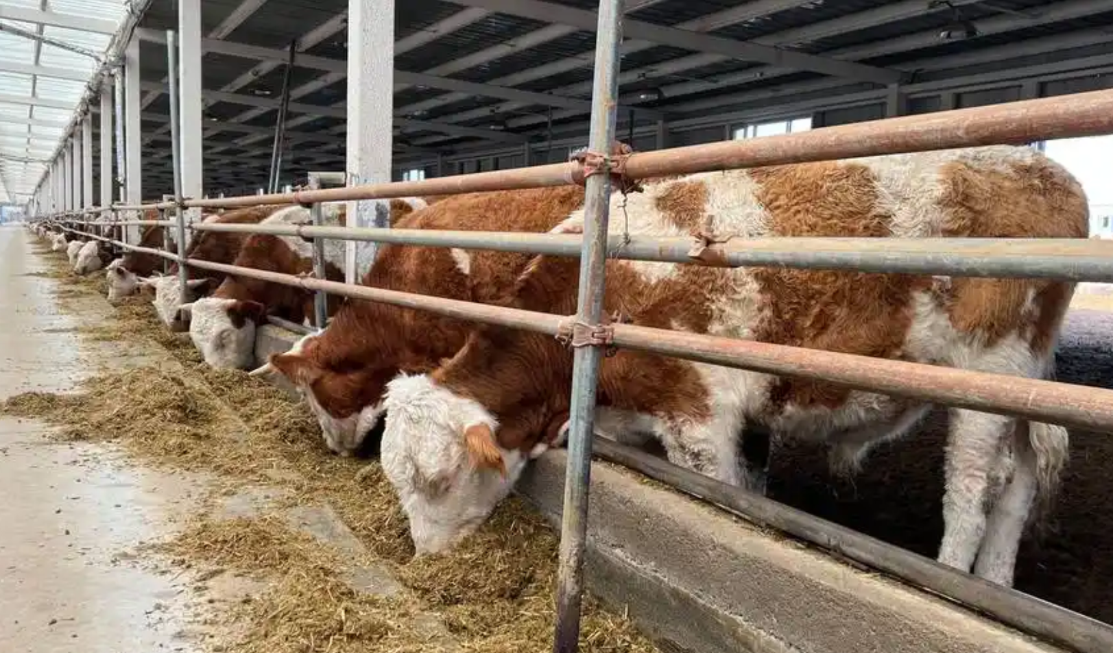 冬季如何防止畜禽舍内饮水系统冻结，并确保牲畜能饮用到温水？