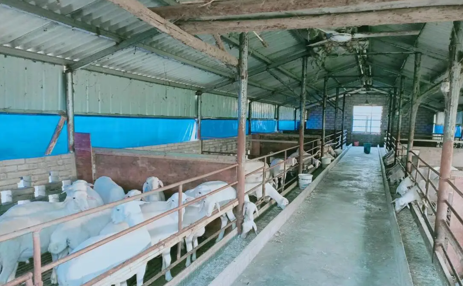 如何在冬季日粮中科学添加维生素C、油脂和电解质，有效缓解畜禽的冷应激反应？