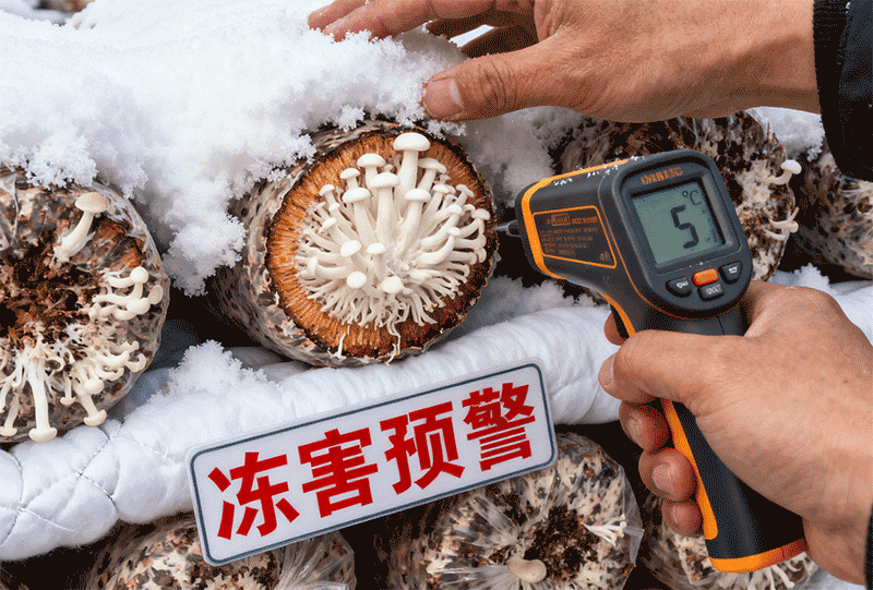 菌棒雪后检查，保温棉覆盖与菌丝活力近景