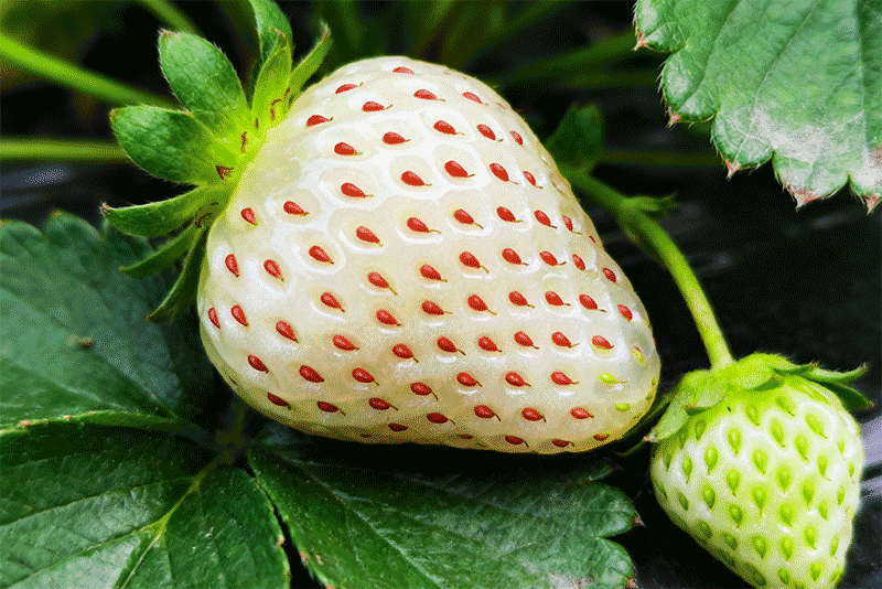 白草莓果实细节，白色果面与红色籽粒近景