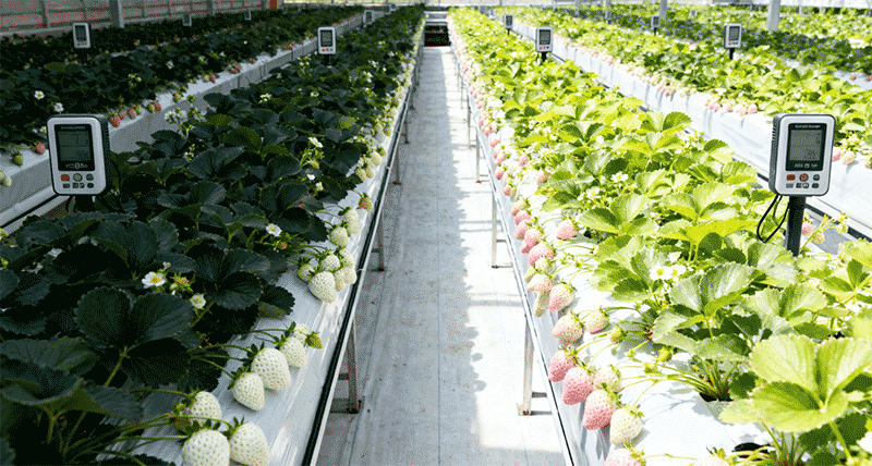 白草莓光照实验区，不同遮光率植株对比远景