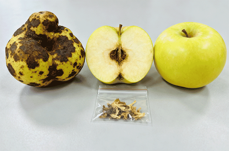 苹果锈果病果实症状，深褐色锈斑与畸形果近景