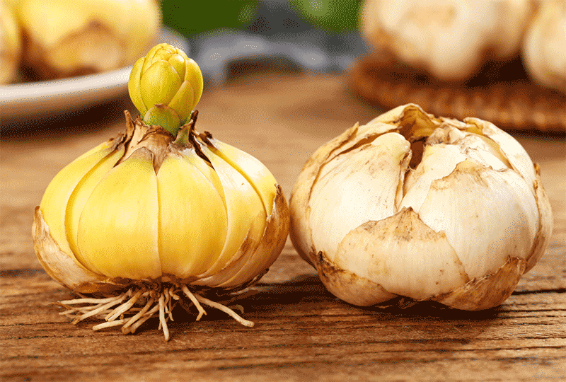 观赏百合与食用百合鳞茎对比近景