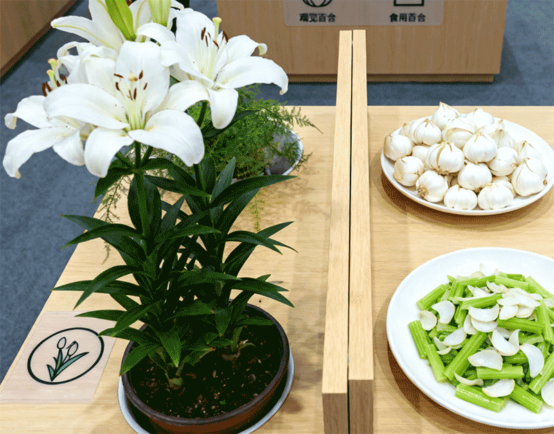 百合分类展示台，观赏盆栽与食用鳞茎远景