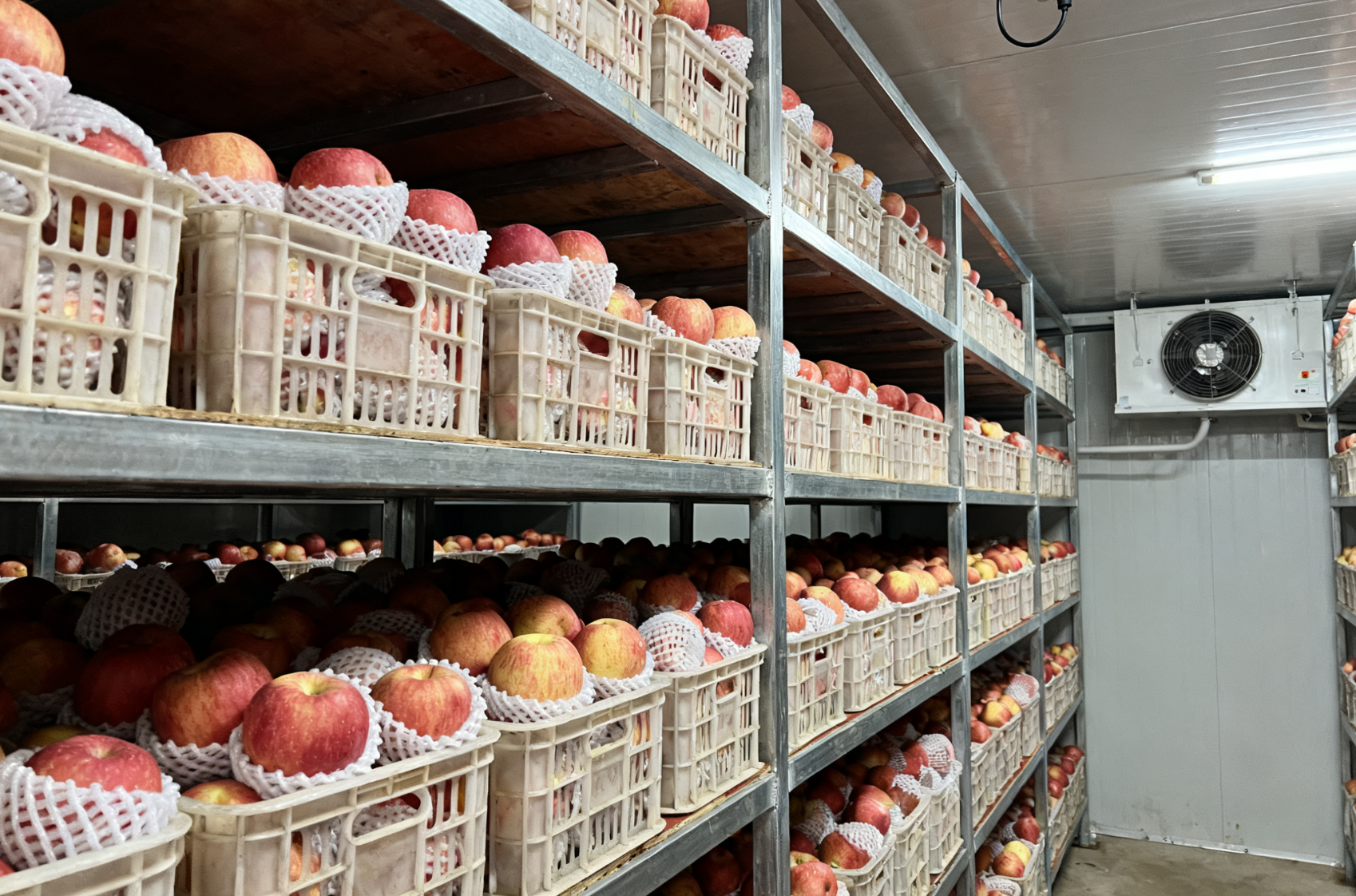 苹果、柑橘等水果在冬季仓储期间,如何利用精准气调技术延长保鲜期