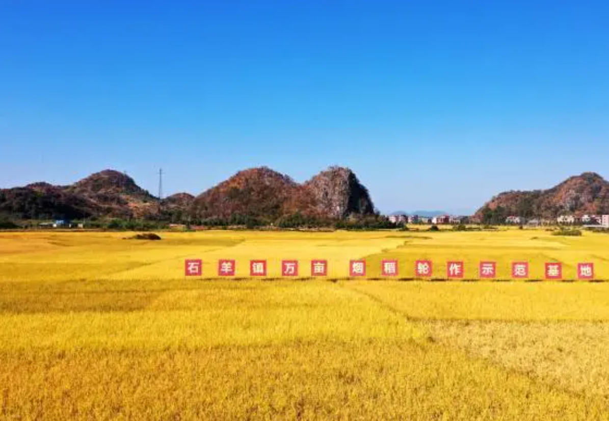 从撂荒地到连片高效田