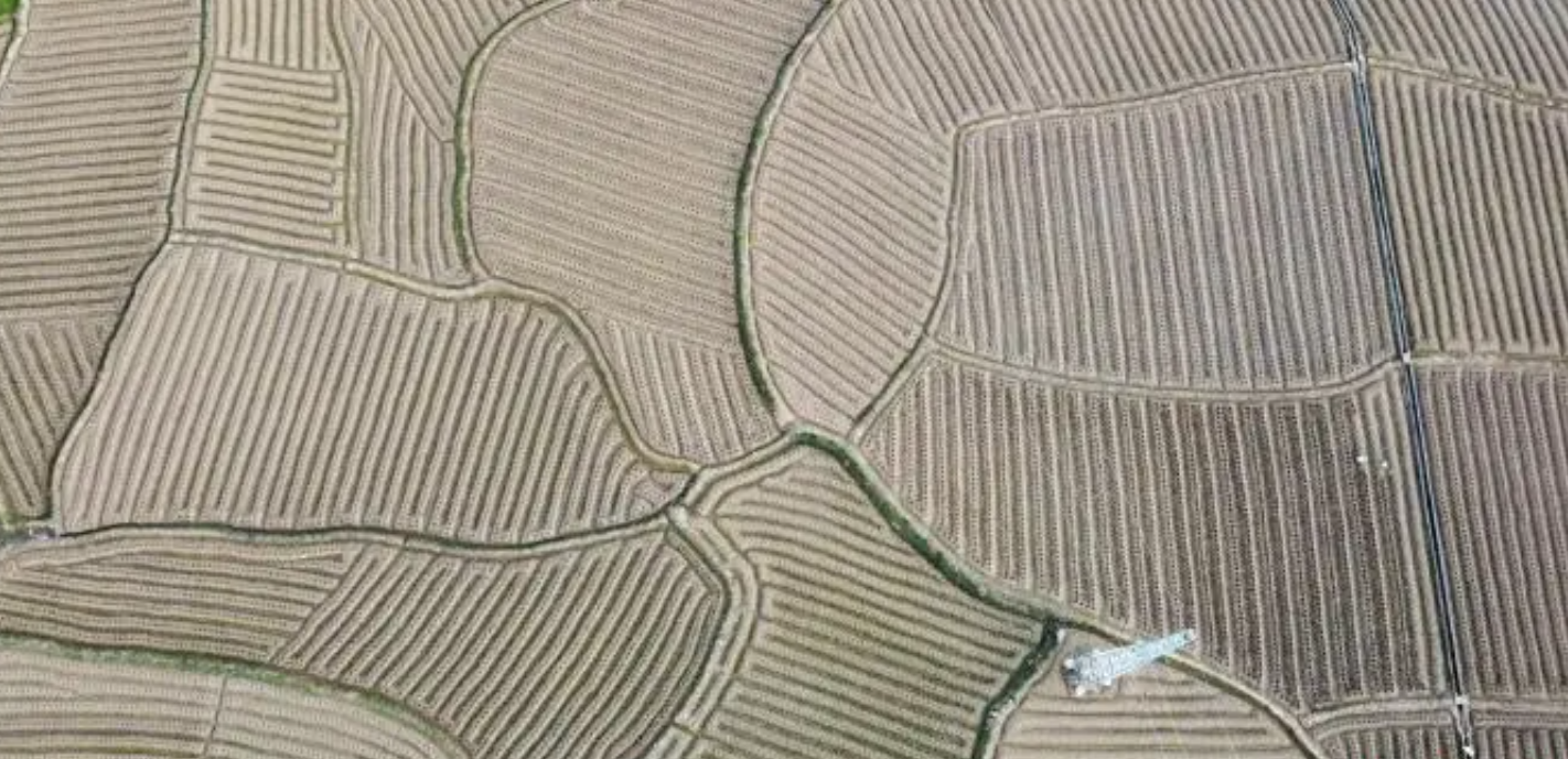 湖南新田烟稻轮作新模式