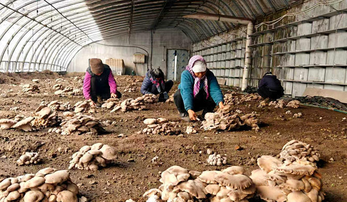 村民分拣灵芝菇