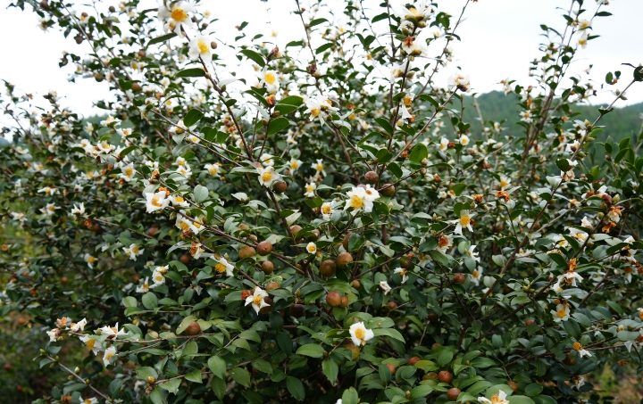 油茶果加工场景