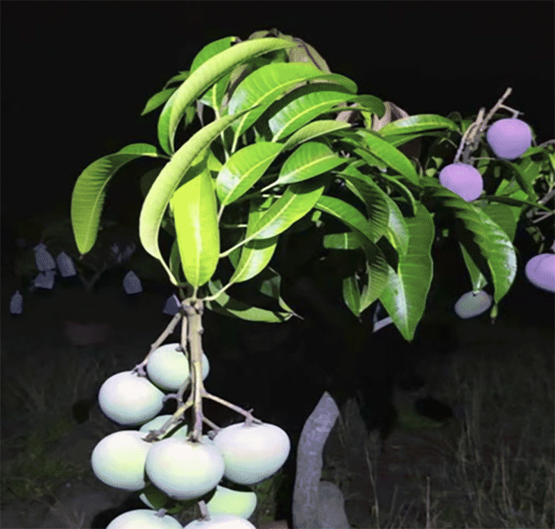 五显镇育苗工厂