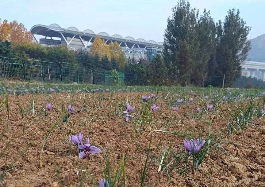 藏红花采摘场景