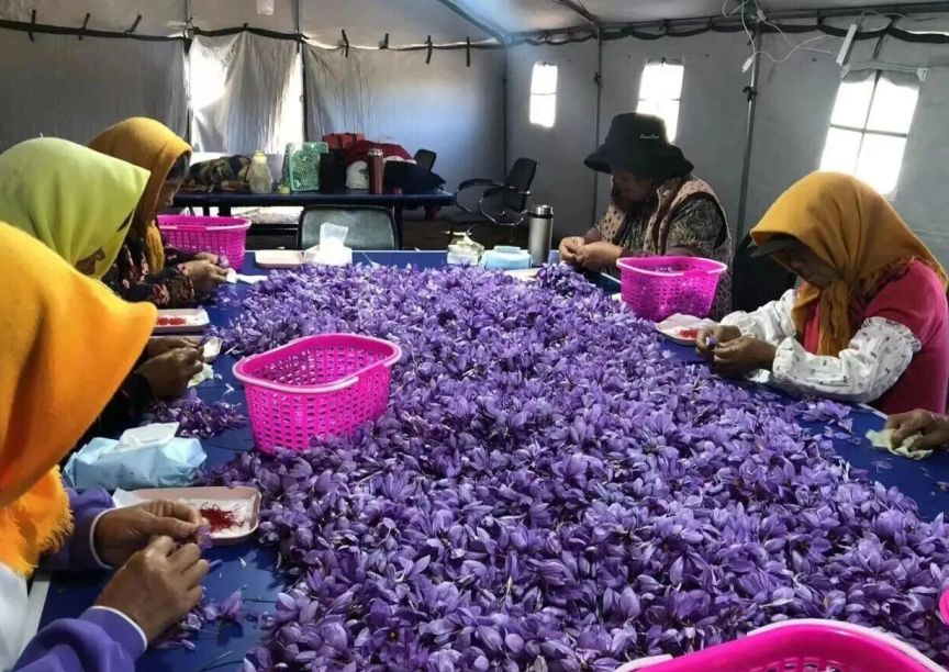 藏红花产品展示