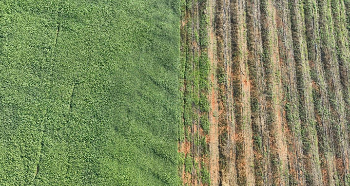 油菜薹采收场景