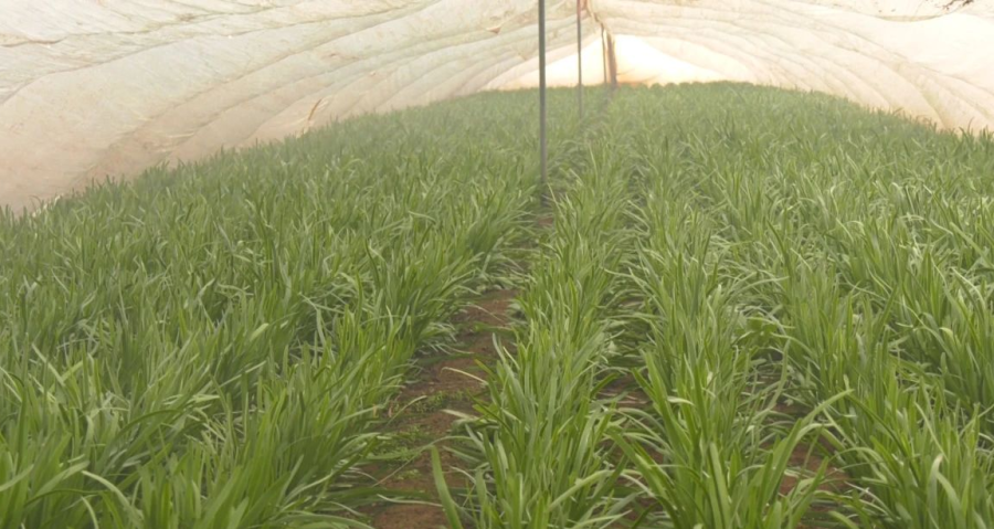 漳县韭菜种植场景