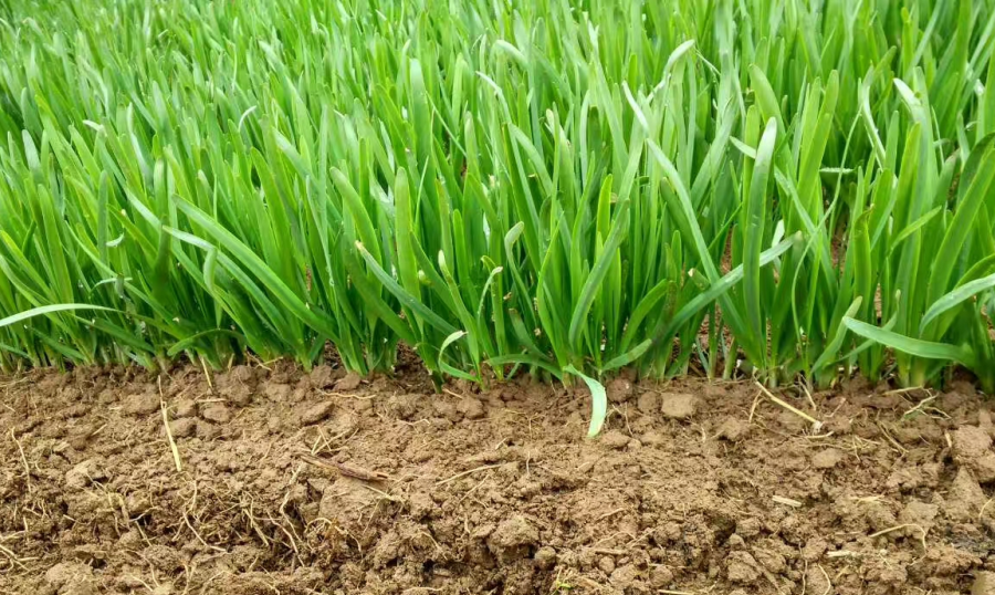 漳县韭菜合作社场景