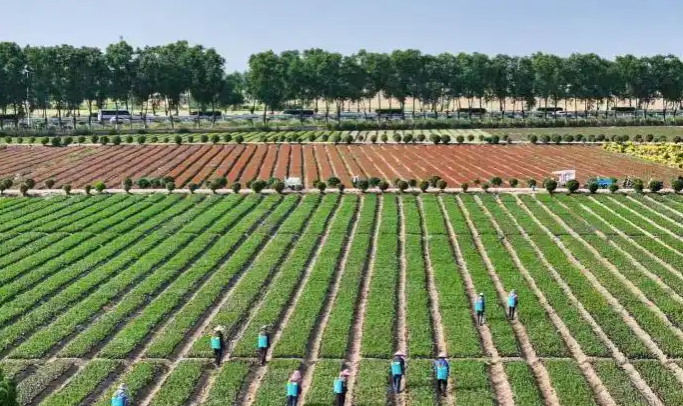 盆景&ldquo;触网&rdquo;记：走进沭阳花木电商的&ldquo;双十一&rdquo;前夜