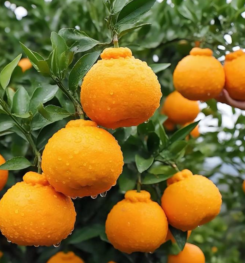 种丑橘有什么方法?7个关键技巧让果子又大又甜,亩产增收不是梦!