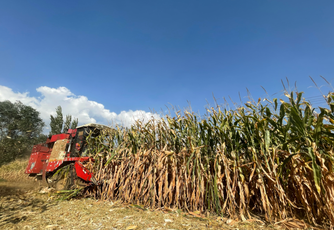 山西寿阳玉米单产创新高,新技术助力旱区农业突破